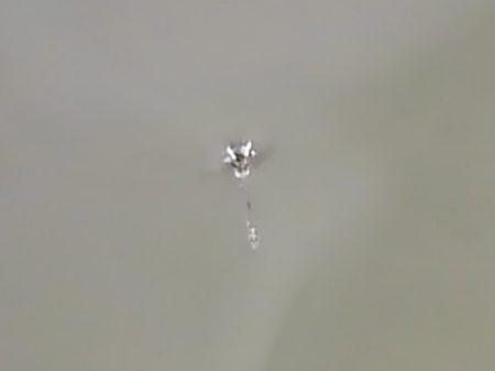 大安トラウトレイク釣果